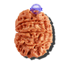 Load image into Gallery viewer, 10 Mukhi Nepalese Rudraksha - Bead No. 227