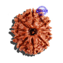 Load image into Gallery viewer, 10 Mukhi Nepalese Rudraksha - Bead No. 230