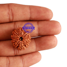 Load image into Gallery viewer, 10 Mukhi Nepalese Rudraksha - Bead No. 231