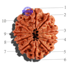 Load image into Gallery viewer, 10 Mukhi Nepalese Rudraksha - Bead No. 231