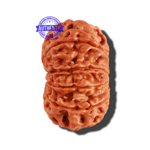 Load image into Gallery viewer, 10 Mukhi Nepalese Rudraksha - Bead No. 231
