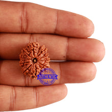 Load image into Gallery viewer, 10 Mukhi Nepalese Rudraksha - Bead No. 232