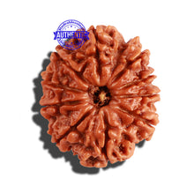 Load image into Gallery viewer, 10 Mukhi Nepalese Rudraksha - Bead No. 232