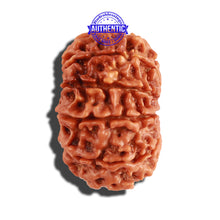 Load image into Gallery viewer, 10 Mukhi Nepalese Rudraksha - Bead No. 232