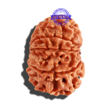Load image into Gallery viewer, 10 Mukhi Nepalese Rudraksha - Bead No. 233