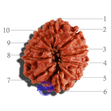 Load image into Gallery viewer, 10 Mukhi Nepalese Rudraksha - Bead No. 234