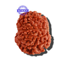 Load image into Gallery viewer, 10 Mukhi Nepalese Rudraksha - Bead No. 234
