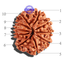 Load image into Gallery viewer, 10 Mukhi Nepalese Rudraksha - Bead No. 236
