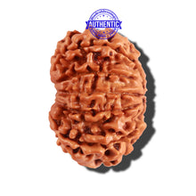 Load image into Gallery viewer, 10 Mukhi Nepalese Rudraksha - Bead No. 236