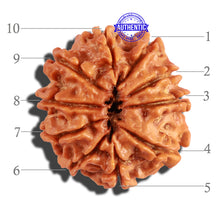Load image into Gallery viewer, 10 Mukhi Nepalese Rudraksha - Bead No. 237
