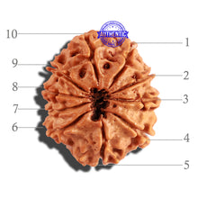 Load image into Gallery viewer, 10 Mukhi Nepalese Rudraksha - Bead No. 238