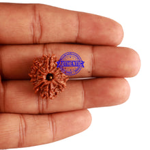 Load image into Gallery viewer, 10 Mukhi Nepalese Rudraksha - Bead No. 239