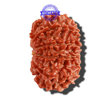 Load image into Gallery viewer, 10 Mukhi Nepalese Rudraksha - Bead No. 239