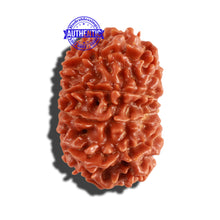 Load image into Gallery viewer, 10 Mukhi Nepalese Rudraksha - Bead No. 239