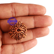 Load image into Gallery viewer, 10 Mukhi Nepalese Rudraksha - Bead No 243