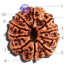 Load image into Gallery viewer, 10 Mukhi Nepalese Rudraksha - Bead No 243
