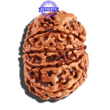 Load image into Gallery viewer, 10 Mukhi Nepalese Rudraksha - Bead No 243