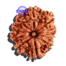 Load image into Gallery viewer, 10 Mukhi Nepalese Rudraksha - Bead No 244