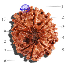 Load image into Gallery viewer, 10 Mukhi Nepalese Rudraksha - Bead No 244