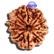 Load image into Gallery viewer, 10 Mukhi Nepalese Ganesha Rudraksha - Bead No 246