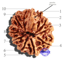 Load image into Gallery viewer, 10 Mukhi Nepalese Ganesha Rudraksha - Bead No 246