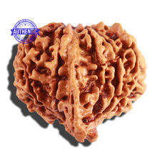 Load image into Gallery viewer, 10 Mukhi Nepalese Ganesha Rudraksha - Bead No 246