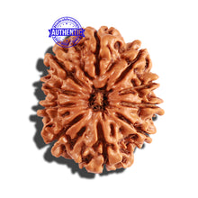 Load image into Gallery viewer, 10 Mukhi Nepalese Rudraksha - Bead No. 247