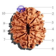 Load image into Gallery viewer, 10 Mukhi Nepalese Rudraksha - Bead No. 247