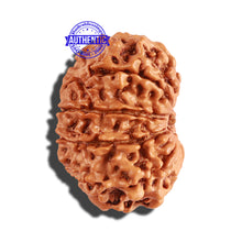 Load image into Gallery viewer, 10 Mukhi Nepalese Rudraksha - Bead No. 247