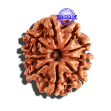 Load image into Gallery viewer, 10 Mukhi Nepalese Rudraksha - Bead No. 248