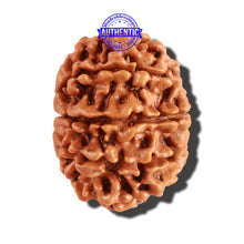 Load image into Gallery viewer, 10 Mukhi Nepalese Rudraksha - Bead No. 248
