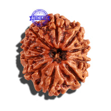 Load image into Gallery viewer, 10 Mukhi Nepalese Rudraksha - Bead No. 250