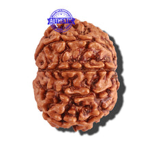 Load image into Gallery viewer, 10 Mukhi Nepalese Rudraksha - Bead No. 250