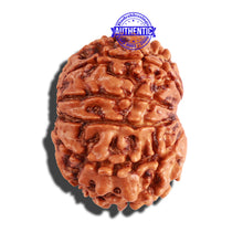 Load image into Gallery viewer, 10 Mukhi Nepalese Rudraksha - Bead No. 250