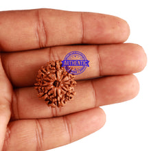 Load image into Gallery viewer, 10 Mukhi Nepalese Rudraksha - Bead No. 252