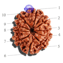 Load image into Gallery viewer, 10 Mukhi Nepalese Rudraksha - Bead No. 252