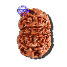 Load image into Gallery viewer, 10 Mukhi Nepalese Rudraksha - Bead No. 252