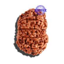 Load image into Gallery viewer, 10 Mukhi Nepalese Rudraksha - Bead No. 252