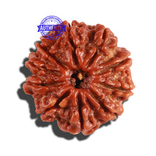 Load image into Gallery viewer, 10 Mukhi Nepalese Rudraksha - Bead No. 254
