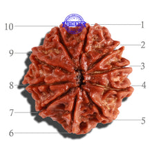 Load image into Gallery viewer, 10 Mukhi Nepalese Rudraksha - Bead No. 254