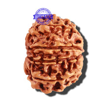 Load image into Gallery viewer, 10 Mukhi Nepalese Rudraksha - Bead No. 255