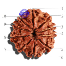Load image into Gallery viewer, 10 Mukhi Nepalese Rudraksha - Bead No. 257