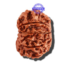 Load image into Gallery viewer, 10 Mukhi Nepalese Rudraksha - Bead No. 257