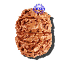 Load image into Gallery viewer, 10 Mukhi Nepalese Rudraksha - Bead No. 259