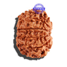Load image into Gallery viewer, 10 Mukhi Nepalese Rudraksha - Bead No. 259