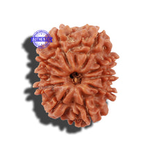 Load image into Gallery viewer, 10 Mukhi Nepalese Rudraksha - Bead No. 26