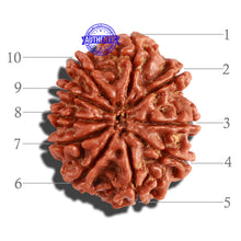 Load image into Gallery viewer, 10 Mukhi Nepalese Rudraksha - Bead No. 260