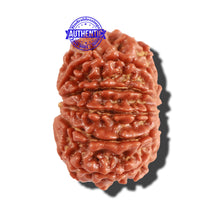 Load image into Gallery viewer, 10 Mukhi Nepalese Rudraksha - Bead No. 260