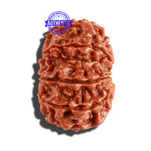 Load image into Gallery viewer, 10 Mukhi Nepalese Rudraksha - Bead No. 260