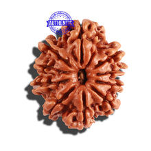 Load image into Gallery viewer, 10 Mukhi Nepalese Rudraksha - Bead No. 261